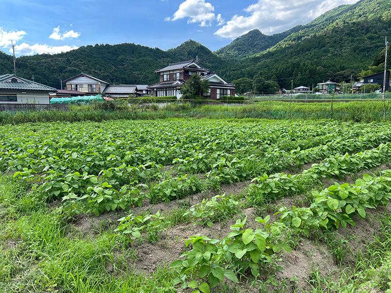 田中農園の健康野菜