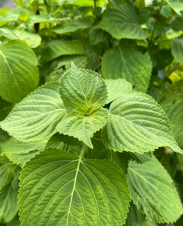 田中農園